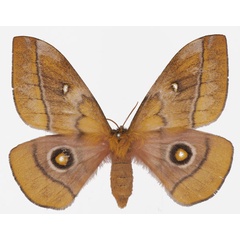 /filer/webapps/moths/media/images/B/belayneshae_Gonimbrasia_AF_Basquin.jpg