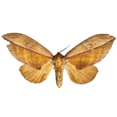 /filer/webapps/moths/media/images/P/punctulata_Brachychira_AM_ZMJU.jpg