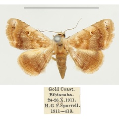 /filer/webapps/moths/media/images/P/proleuca_Eublemma_AF_BMNH.jpg