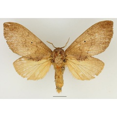 /filer/webapps/moths/media/images/R/rufescens_Gastroplakaeis_AF_Basquin_03.jpg
