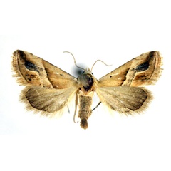 /filer/webapps/moths/media/images/G/gerti_Eublemma_AM_NHMO.jpg