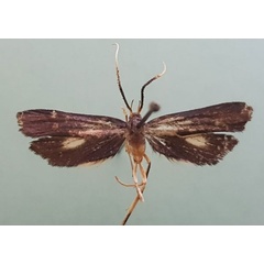 /filer/webapps/moths/media/images/P/porphyrea_Ptilothyris_HT_RMCA.jpg