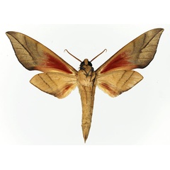 /filer/webapps/moths/media/images/D/domi_Phylloxiphia_AM_Basquin_02.jpg