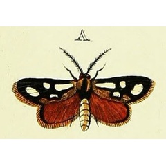 /filer/webapps/moths/media/images/C/cloeckneria_Caffricola_Cramer4_348_A.jpg