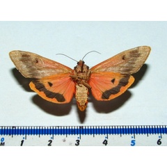 /filer/webapps/moths/media/images/S/senegalensis_Teracotona_AF_Goffb.jpg