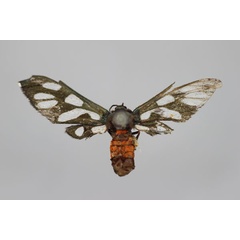 /filer/webapps/moths/media/images/T/tomasinia_Amata_A_BMNH.jpg