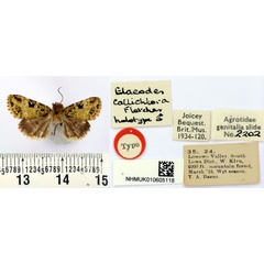 /filer/webapps/moths/media/images/C/callichlora_Elaeodes_HT_BMNH.jpg