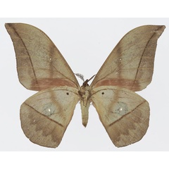 /filer/webapps/moths/media/images/L/lemairei_Lobobunaea_AM_Basquinb.jpg