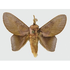 /filer/webapps/moths/media/images/M/myoctona_Sonitha_PT_RMCA.jpg