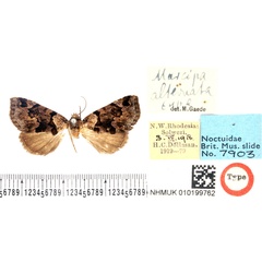 /filer/webapps/moths/media/images/A/alternata_Marcipa_HT_BMNH.jpg