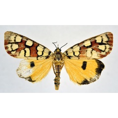 /filer/webapps/moths/media/images/A/amabilis_Crameria_A_NHMO.jpg