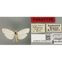 /filer/webapps/moths/media/images/A/argentula_Eilema_PTM_BMNH_01a.jpg