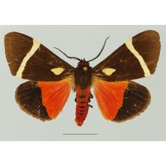 /filer/webapps/moths/media/images/S/sanguinea_Fodinoidea_AM_Basquin_02a.jpg