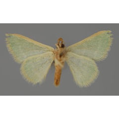 /filer/webapps/moths/media/images/R/robusta_Hemidromodes_A_ZSM_02.jpg
