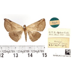 /filer/webapps/moths/media/images/A/acutissima_Parathermes_HT_BMNH.jpg