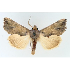 /filer/webapps/moths/media/images/A/albescens_Oraesia_AM_TMSA_01.jpg
