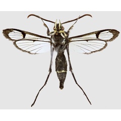 /filer/webapps/moths/media/images/P/pedunculata_Macrotarsipodes_AM_Bartschb.jpg