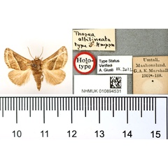 /filer/webapps/moths/media/images/A/albilineata_Thosea_HT_BMNH.jpg