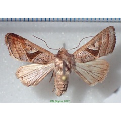 /filer/webapps/moths/media/images/M/malagasa_Conservula_A_Bippusa.jpg