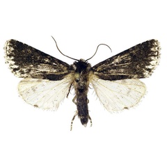 /filer/webapps/moths/media/images/N/nigra_Berionycta_HT_Behounek.jpg