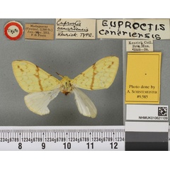 /filer/webapps/moths/media/images/C/canariensis_Euproctis_HT_BMNHa.jpg