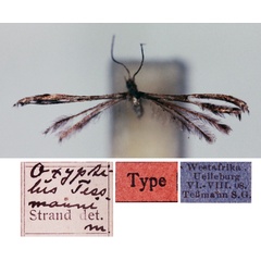 /filer/webapps/moths/media/images/T/tessmanni_Oxyptilus_HT_ZMHB.jpg