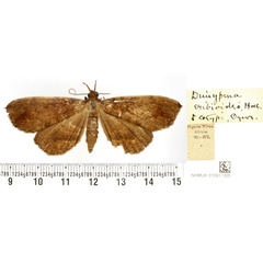 /filer/webapps/moths/media/images/E/ereboides_Deinypena_PTF_BMNH.jpg