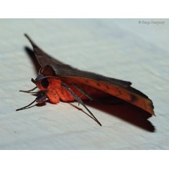 /filer/webapps/moths/media/images/C/capensis_Hypopyra_A_Pasquasy.jpg