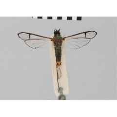 /filer/webapps/moths/media/images/A/aristura_Camaegeria_HT_BMNH.jpg