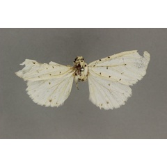 /filer/webapps/moths/media/images/P/purus_Micralarctia_LT_BMNH.jpg