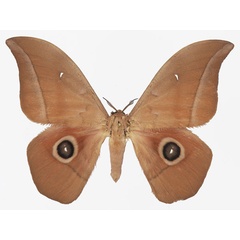 /filer/webapps/moths/media/images/R/rosea_Lobobunaea_AM_Basquin_02a.jpg