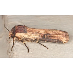 /filer/webapps/moths/media/images/U/ustula_Axylia_A_Heynsb.jpg
