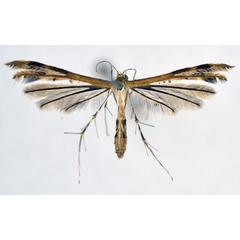 /filer/webapps/moths/media/images/L/leucodactylus_Megalorhipida_A_NHMO_02.jpg