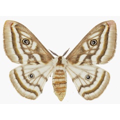 /filer/webapps/moths/media/images/A/apollonia_Heniocha_AF_Basquin.jpg