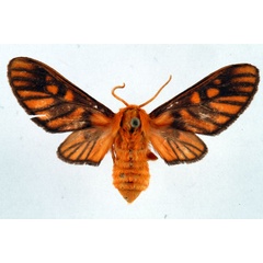 /filer/webapps/moths/media/images/I/invaria_Rhipidarctia_AF_Ochse_02.jpg