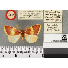 /filer/webapps/moths/media/images/L/leucocloea_Perinetia_HT_BMNH.jpg