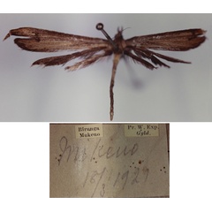 /filer/webapps/moths/media/images/R/rhyncholoba_Platyptilia_PLT_BMNH.jpg