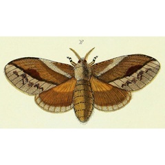 /filer/webapps/moths/media/images/P/pithyocampa_Eutricha_Cramer4_304_F.jpg