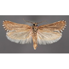 /filer/webapps/moths/media/images/A/autumnaria_Kariosa_HT_MfNb.jpg
