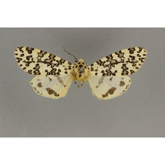 /filer/webapps/moths/media/images/T/thomasi_Alpenus_PTM_BMNH.jpg