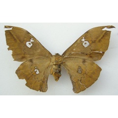 /filer/webapps/moths/media/images/B/brunneum_Orthogonioptilum_HT_NHMUKb.jpg