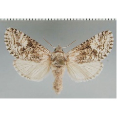/filer/webapps/moths/media/images/E/eutelia_Brachylia_AF_ZMHB.jpg