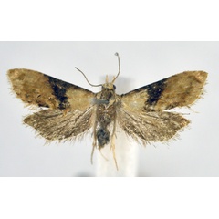 /filer/webapps/moths/media/images/K/kruegeriana_Eupoecilia_A_NHMO.jpg