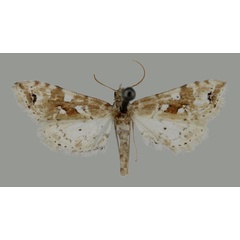 /filer/webapps/moths/media/images/E/ethiopica_Leucinodes_HT_Mally.jpg