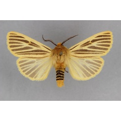 /filer/webapps/moths/media/images/L/luteoradians_Toulgarctia_PT_BMNH.jpg