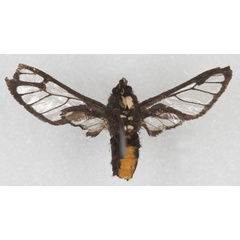 /filer/webapps/moths/media/images/A/albomaculata_Pseudodiptera_HT_RMCA_02.jpg