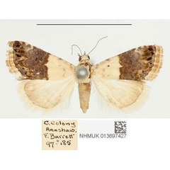 /filer/webapps/moths/media/images/L/leucomelana_Eublemma_PTF_BMNH.jpg