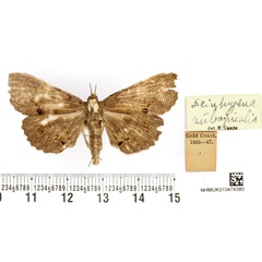 /filer/webapps/moths/media/images/S/subapicalis_Deinypena_HT_BMNH.jpg