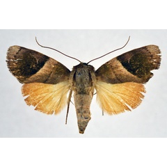 /filer/webapps/moths/media/images/V/veluta_Aiteta_AF_NHMO.jpg