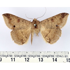 /filer/webapps/moths/media/images/C/congressa_Ericeia_AM_BMNH.jpg